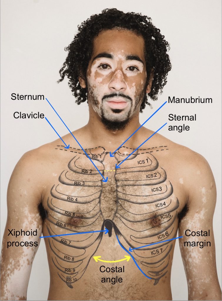 Anterior image of a naked person's chest. The chest has drawings of the clavicle, ribs, and anatomical descriptions.