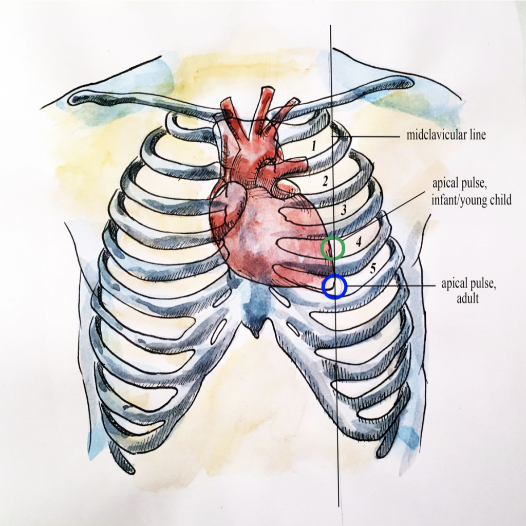 Drawn image that identifies the locations of the midclavicular line, apical pulse of the infant/young child and apical pulse of the adult