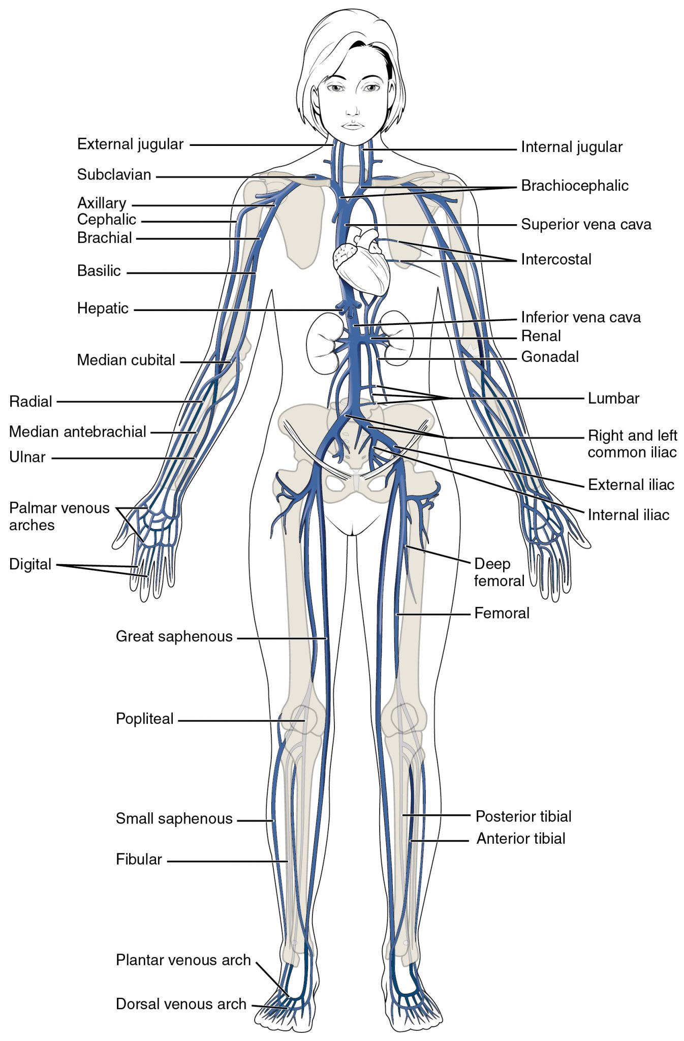 Introduction To The Peripheral Vascular System Introduction To Health