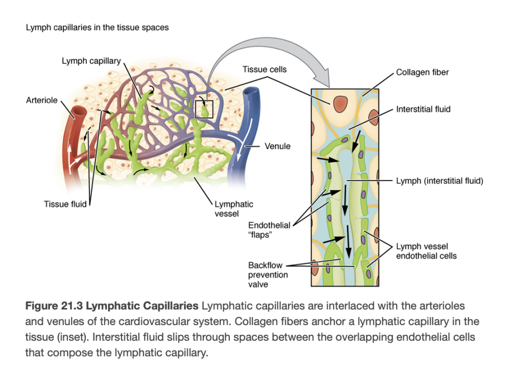 Introduction To Lymphatic System Introduction To Health Assessment