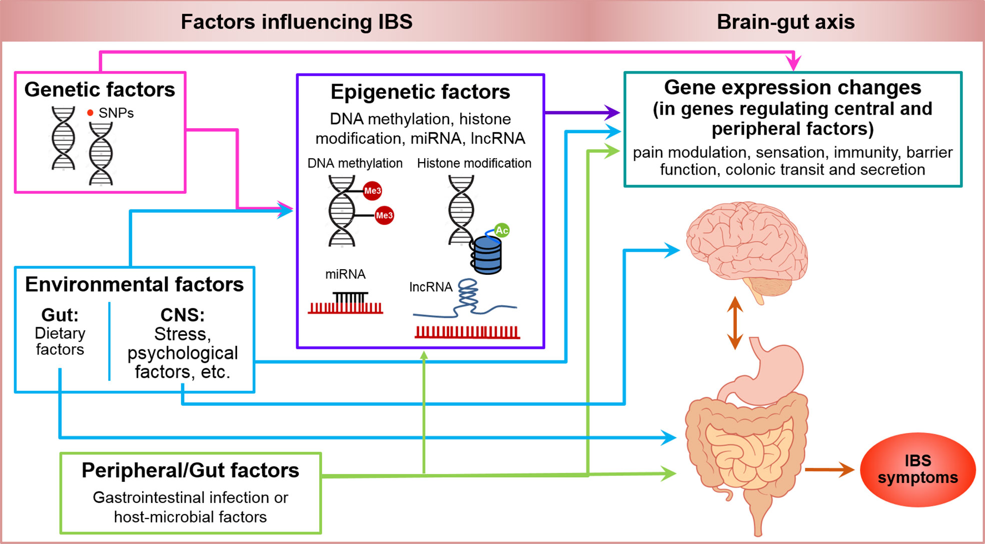 Genetic, epigenetic, environmental and peripheral factors in irritable bowel syndrome