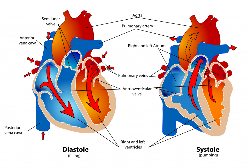 The two phases of the heart cycle, diastole and systole, are shown. Full text description is below.