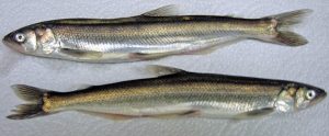 Two small grey fish.