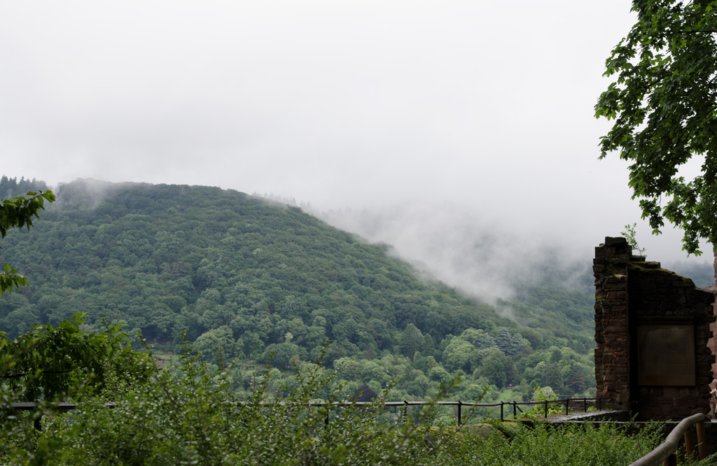 Landscape photograph. The top of a big forest and a foggy sky were captured in the picture.