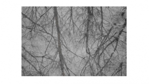 Raindrops ripple a body of water with the reflection of many narrow trees, in a black and white edited photo.