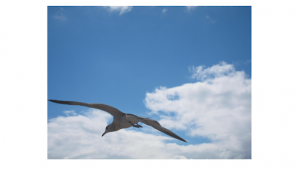 A seagull flying with its wings expanded in the blue sky on a cloudy day.