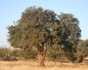 The Sheppard's Tree (Boscia albitrunca), a South African species, develops exceptionally deep taproots to survive the continent's harsh, drought-prone savannas and deserts.