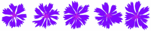 Digital drawing of five cornflowers in a row. These are european wildflowers with purple fluffy centres and overlapping, pointy and delicate petals. They're usual bright, deep blue but I painted them a bit of a blue glowy purple. They were a favourite of a friend who is now gone.