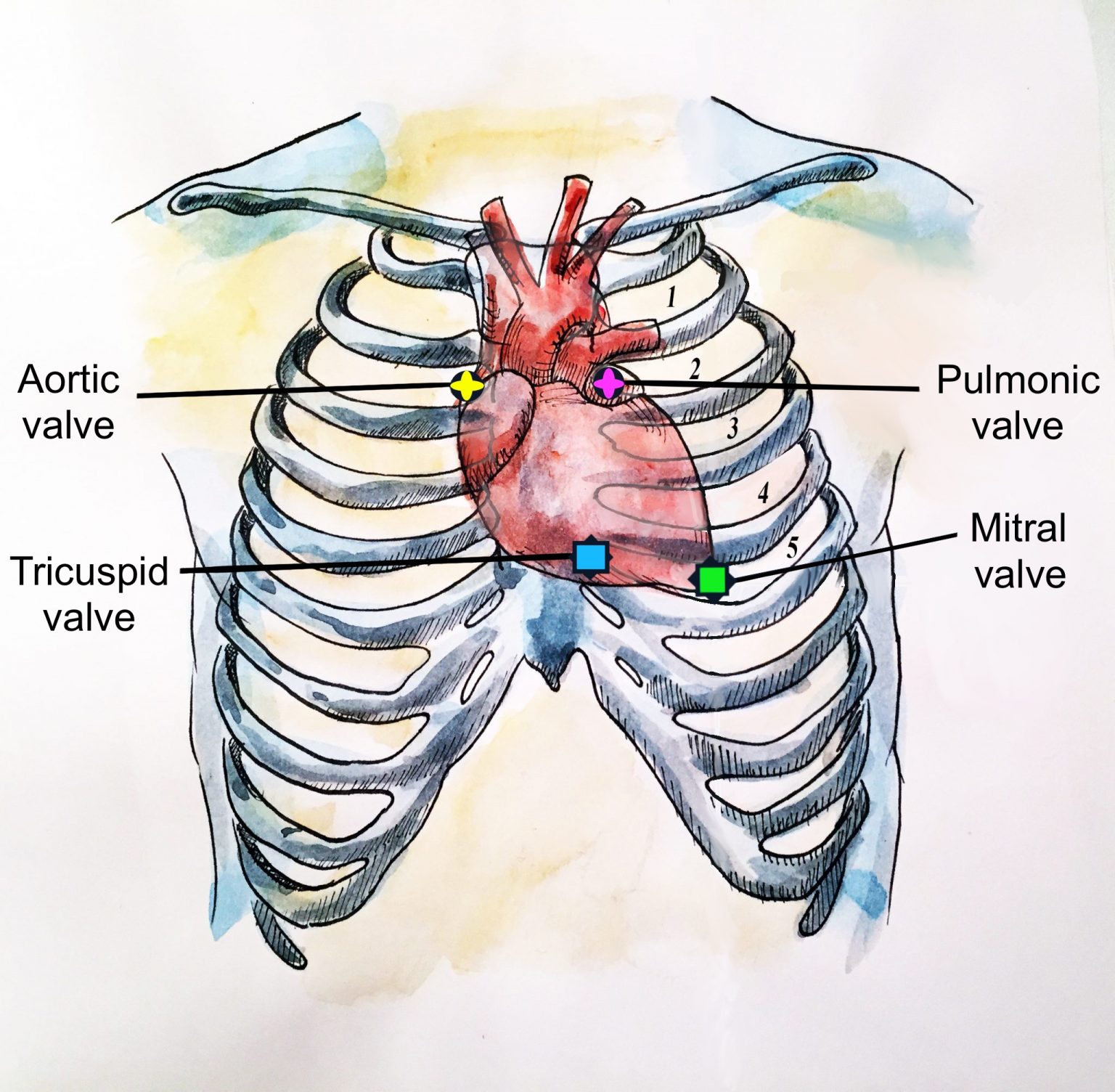 The Heart Introduction to Health Assessment for the Nursing