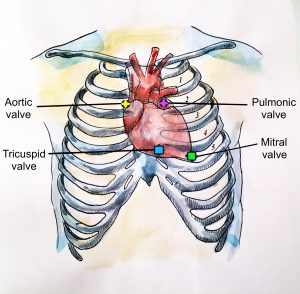 The Heart – Introduction to Health Assessment for the Nursing ...