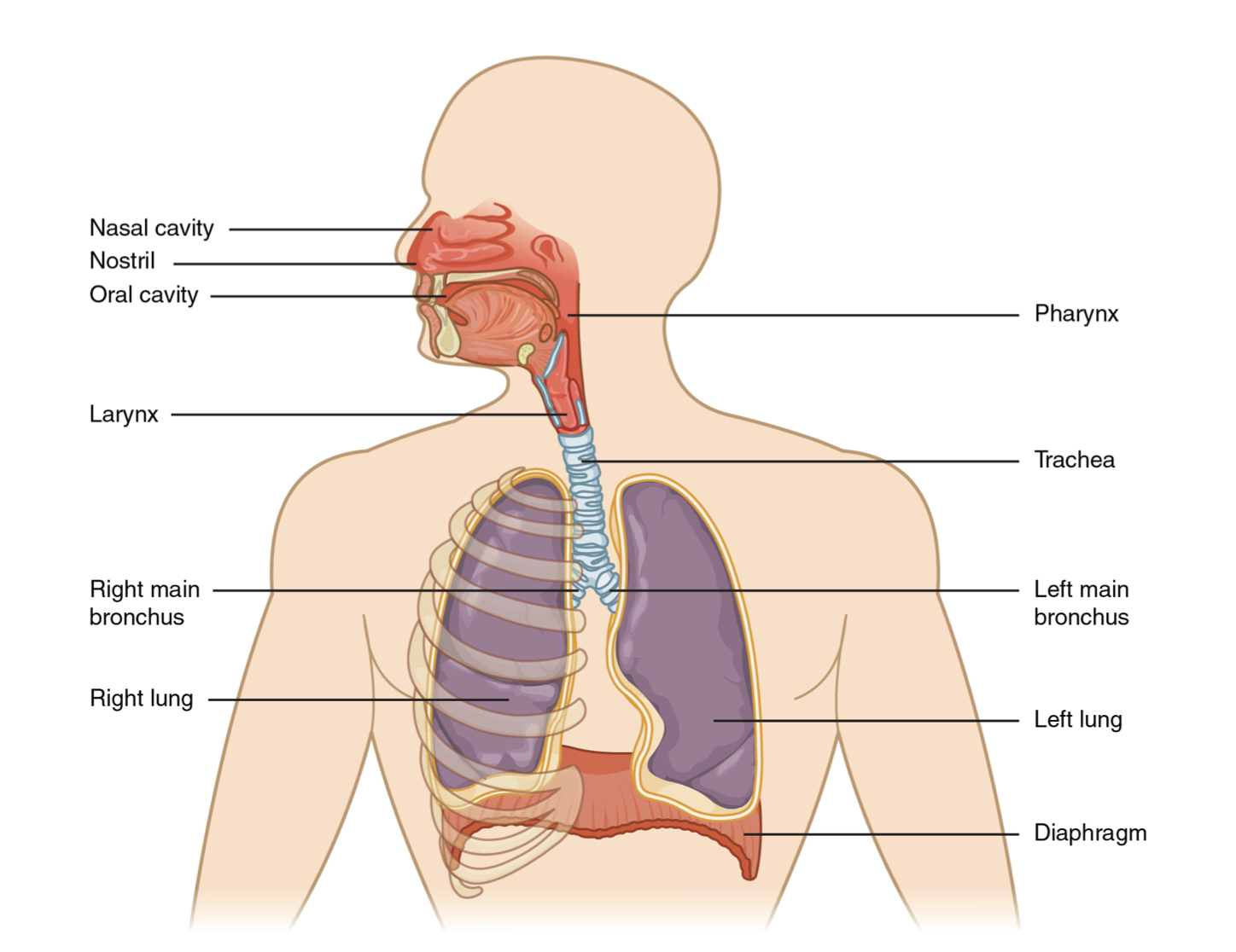 introduction-to-the-respiratory-system-introduction-to-health