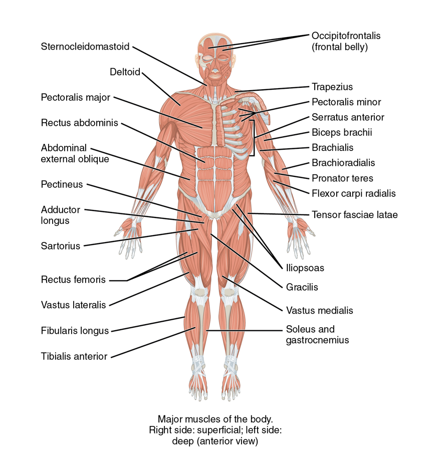 Major muscles of the body anterior view, more details in the surrounding text and links.