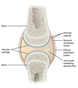 Articular cartilage, more details in the surrounding text and links.