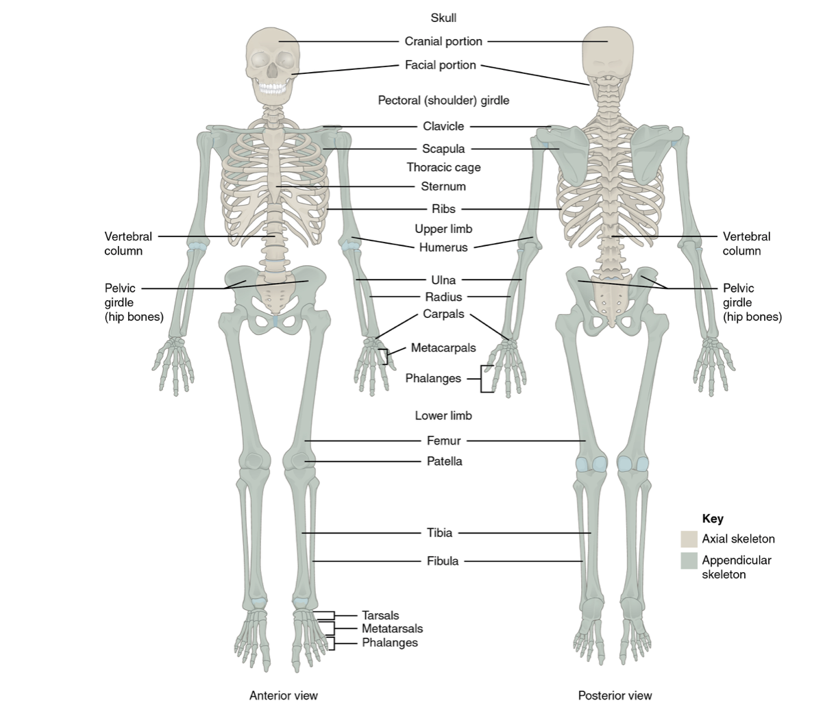 Anterior and posterior view of skeletal system, more details in the surrounding text and links.