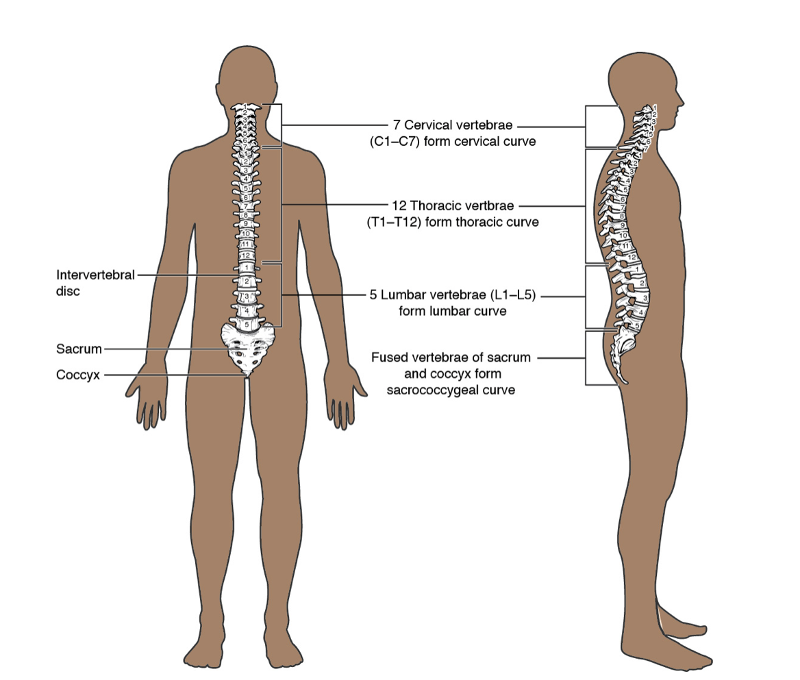Skeletal system - spine, more details in the surrounding text and links.