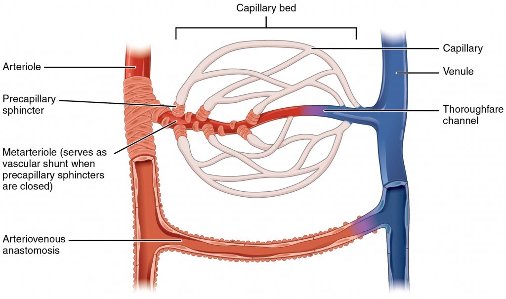 How the arterial system and venous system connect to the capillary bed.