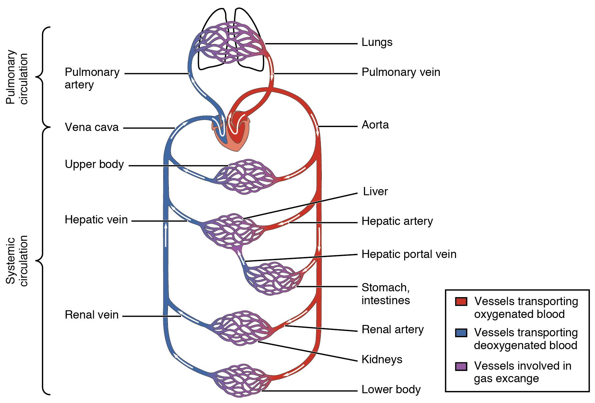 Diagram showing the pulmonary and systemic circulation.
