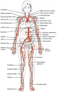 Arteries throughout the body shown and named. More information in the link below.