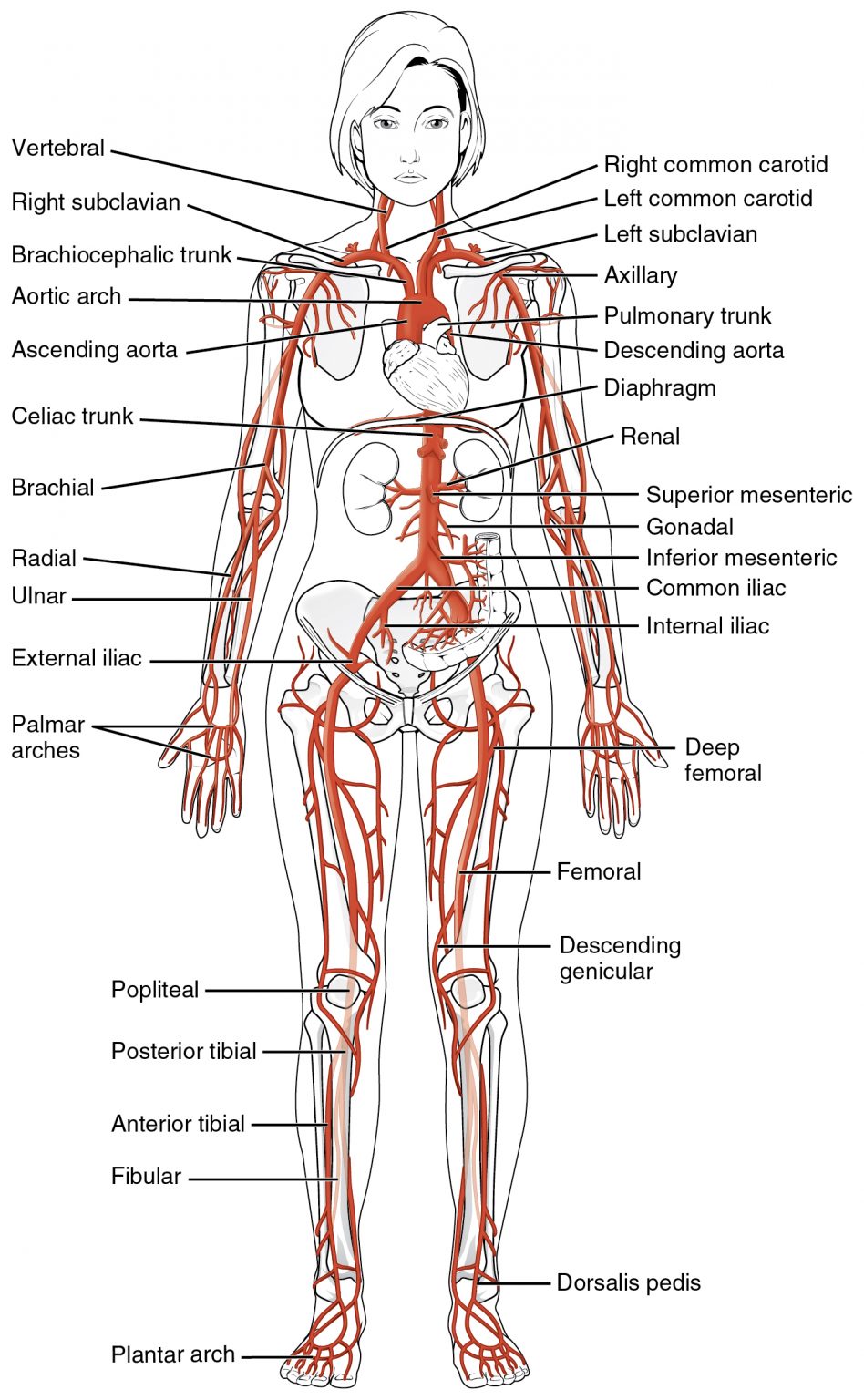 Vascular Map Introduction to the Peripheral Vascular System – Introduction to Health ...
