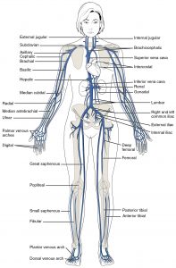 Veins throughout the body shown and named. More information in the link below.