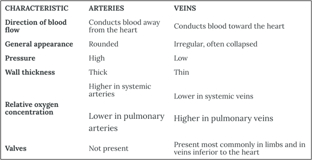 Comparison of arteries and veins. More information in the link above.