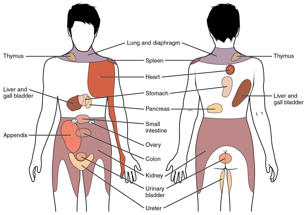 Areas of referred pain identified