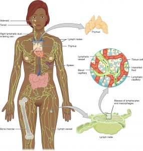 Components of the lymphatic system. More information in the links.