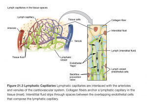 How the lymphatic capillaries connect in the interstitial spaces. More information in the links.