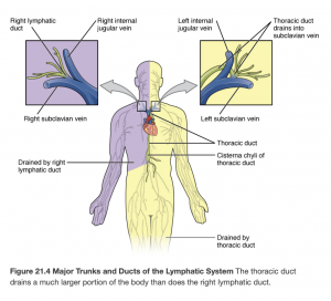 The location of the right lymphatic duct and the thoracic duct on the left side.