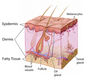 The integumentary layers showing the epidermis, dermis, and fatty tissue, as well as blood vessels, follicle, oil gland, sweat gland and melanocytes.