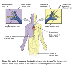 The location of the right lymphatic duct and the thoracic duct on the left side.