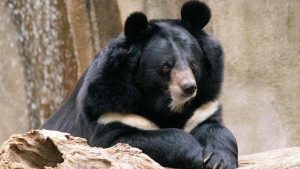 Black Bear, Black Bear on a rock,