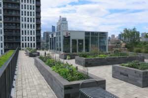 Raised beds for community gardening on an apartment building roof in Regent Park, Toronto.