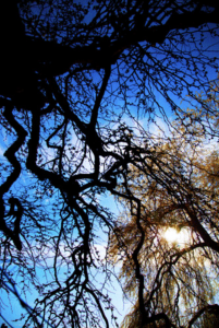Photo of Black Tree Blue Sky