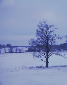 Photo of Snowy Blue Trees