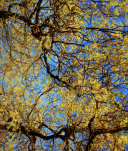 Photo of Yellow Tree Blue Sky
