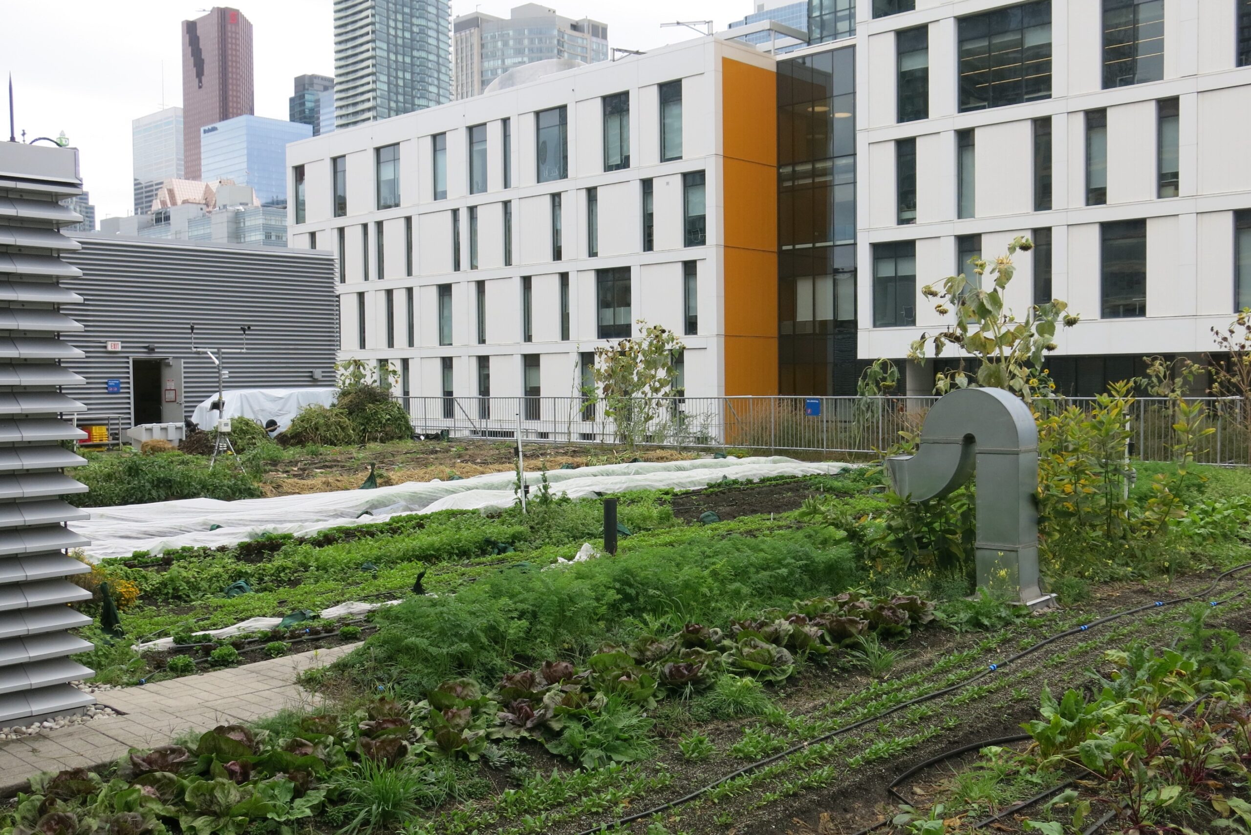 Toronto Urban Farm at the Pringle Roof on the Vari Engineering Building, located at Toronto Metropolitan University. The photo was taken by Joe Nasr.