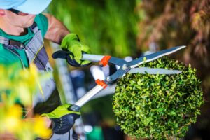 Gardener trimming hedges